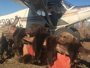 2018 Grizzly Bear Hunts - BB4